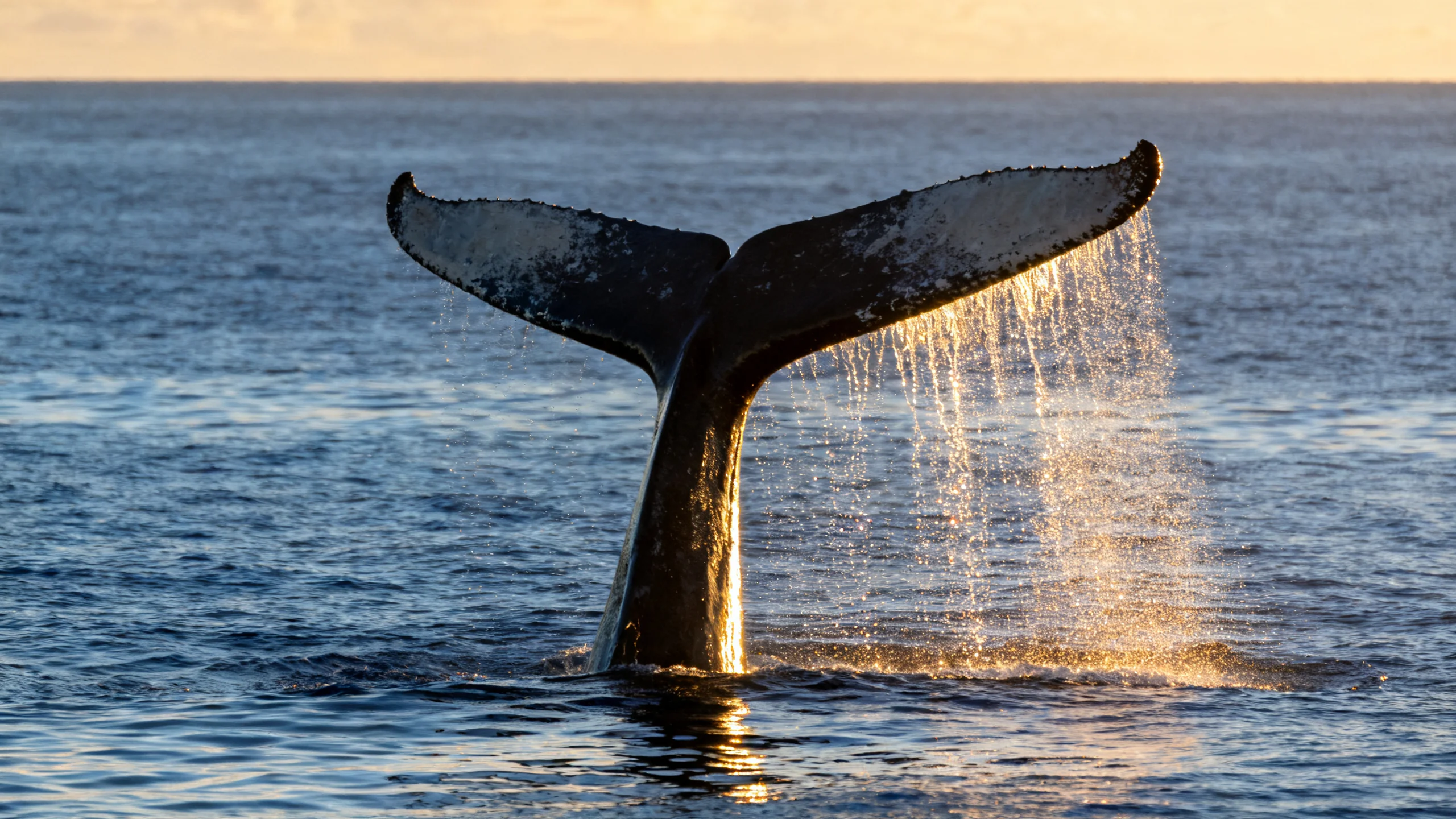 A sperm whale fluke raised vertically out of the calm blue Atlantic ocean just before a deep dive, off the coast of São Miguel, Azores, with droplets of water cascading off the trailing edge of the tail in the afternoon sunlight